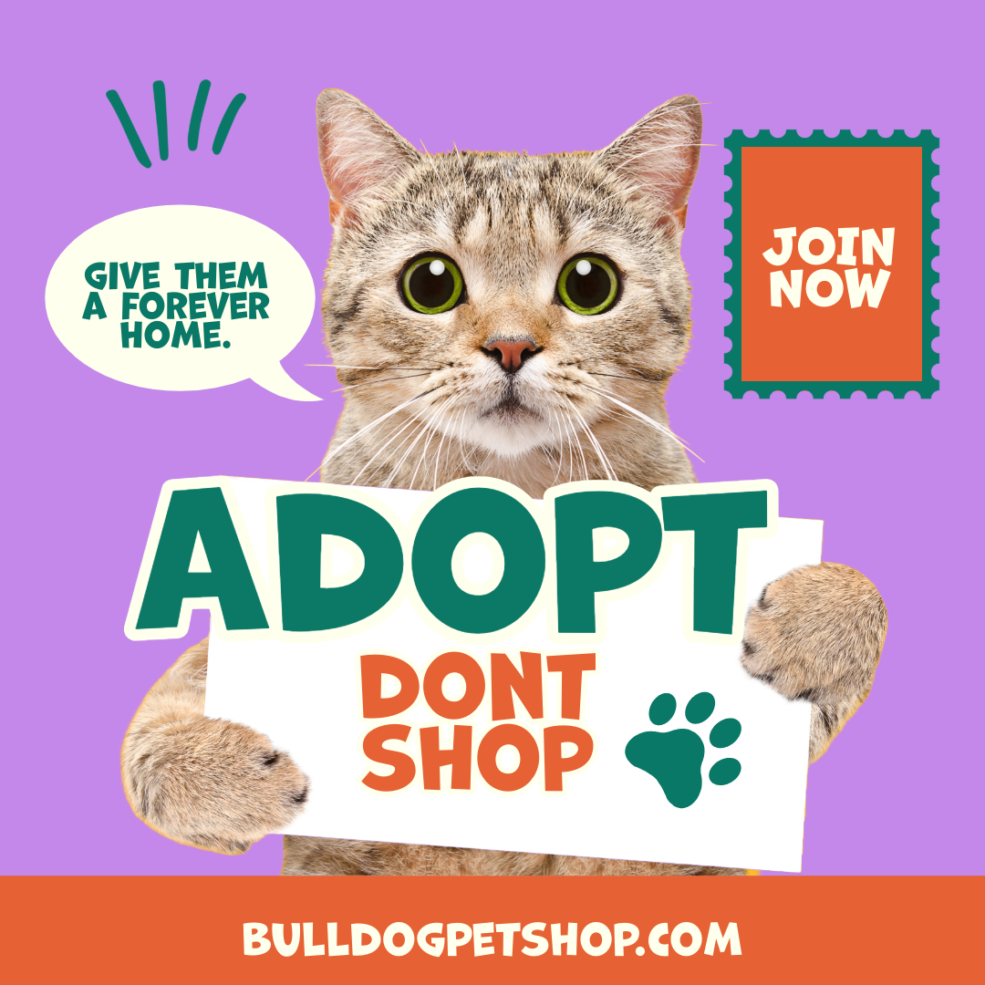 Adoption campaign graphic